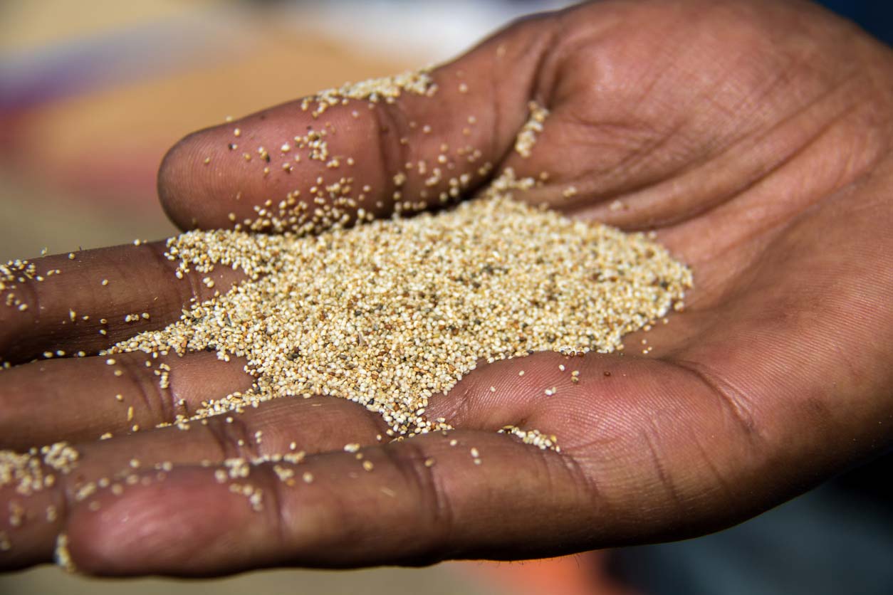 hand holding grains