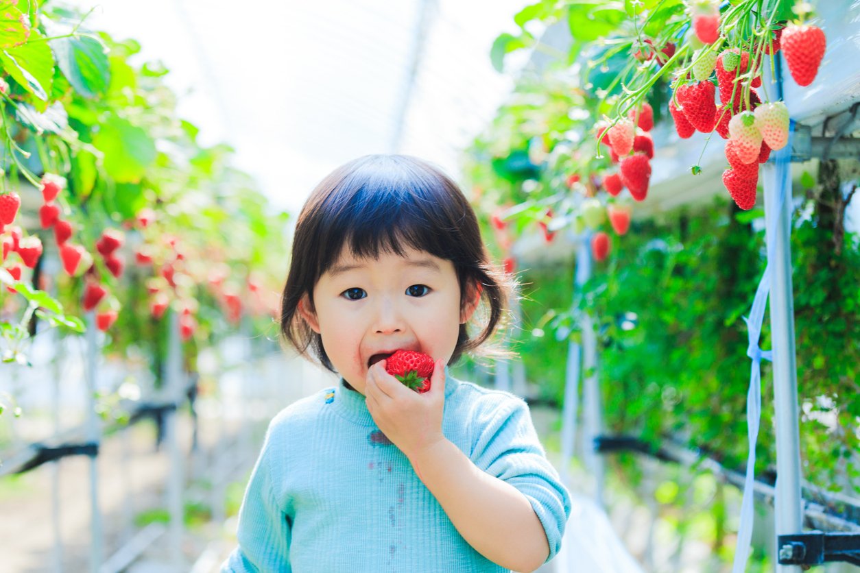 Kids eat strawberries