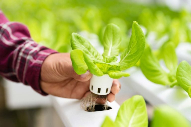 Hydroponics: How It Works, Benefits & How to Get Started