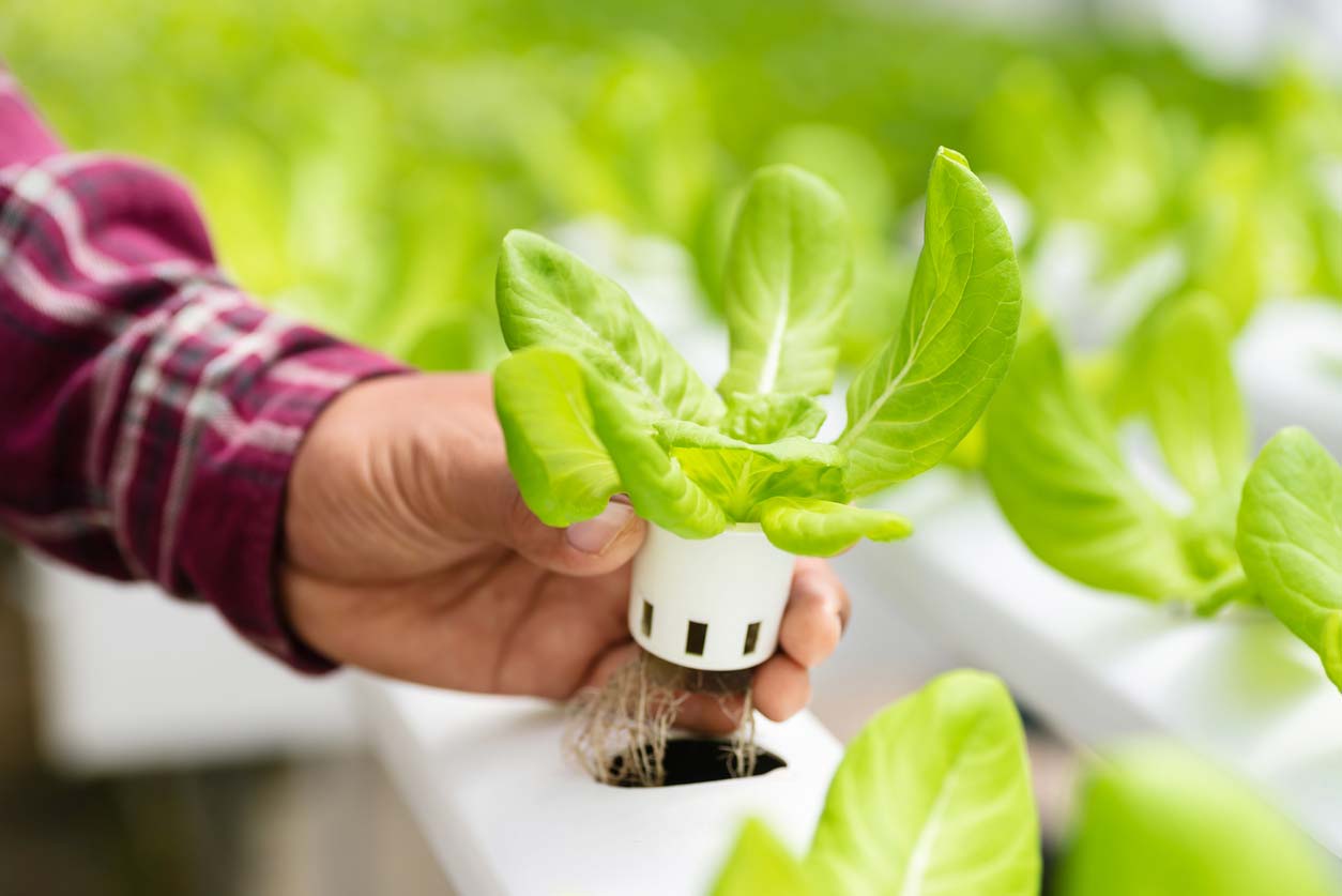 Hydroponics How It Works Benefits And How To Get Started