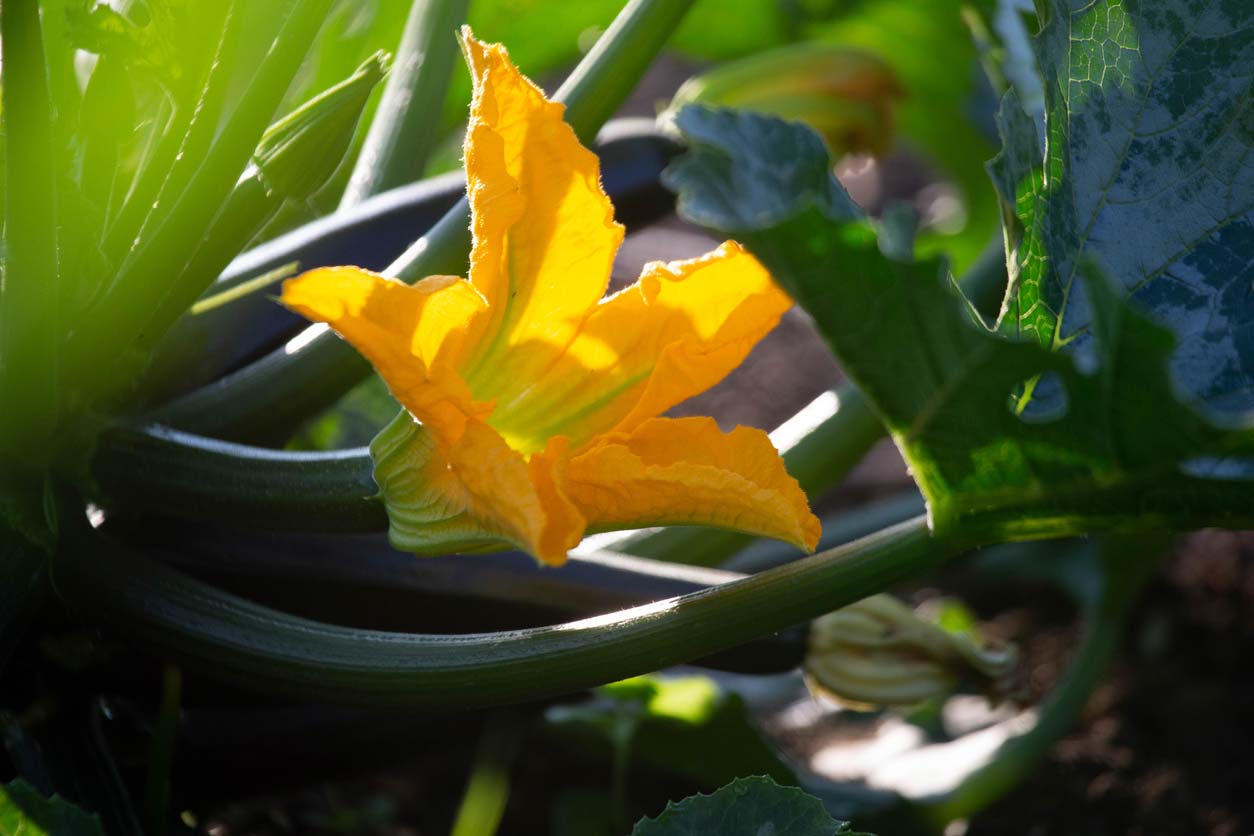 Squash blossom