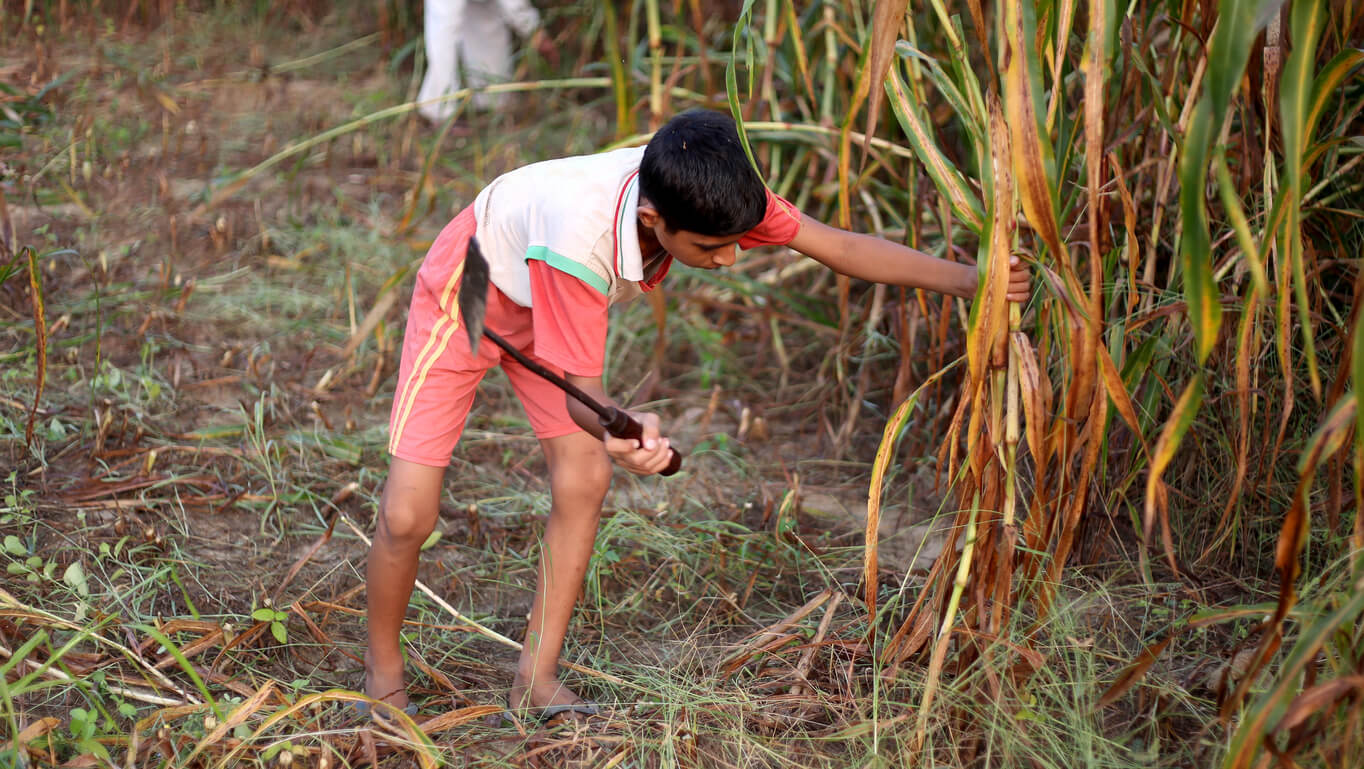 farmer harvesting pearl millet outdoor in the field