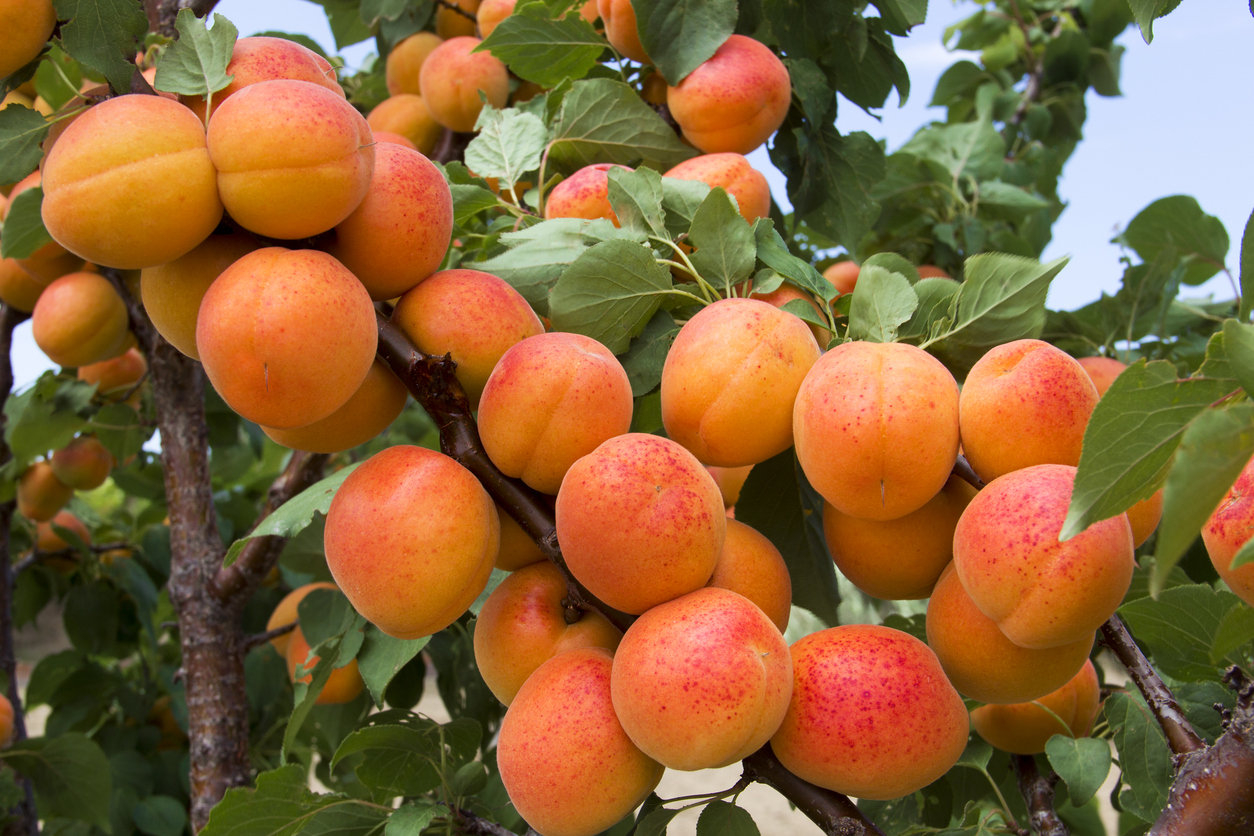 Apricot harvest on a sunny day