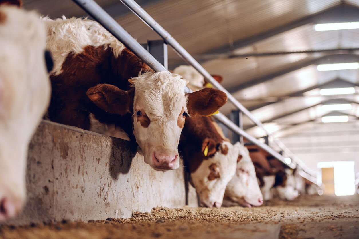 cute white and brown calf looking at camera in barn meat industry concept