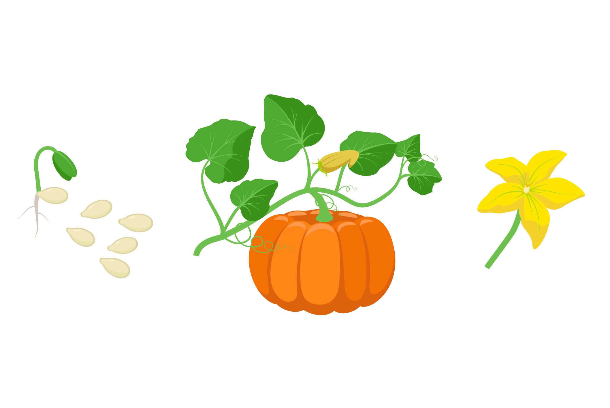 Pumpkins.