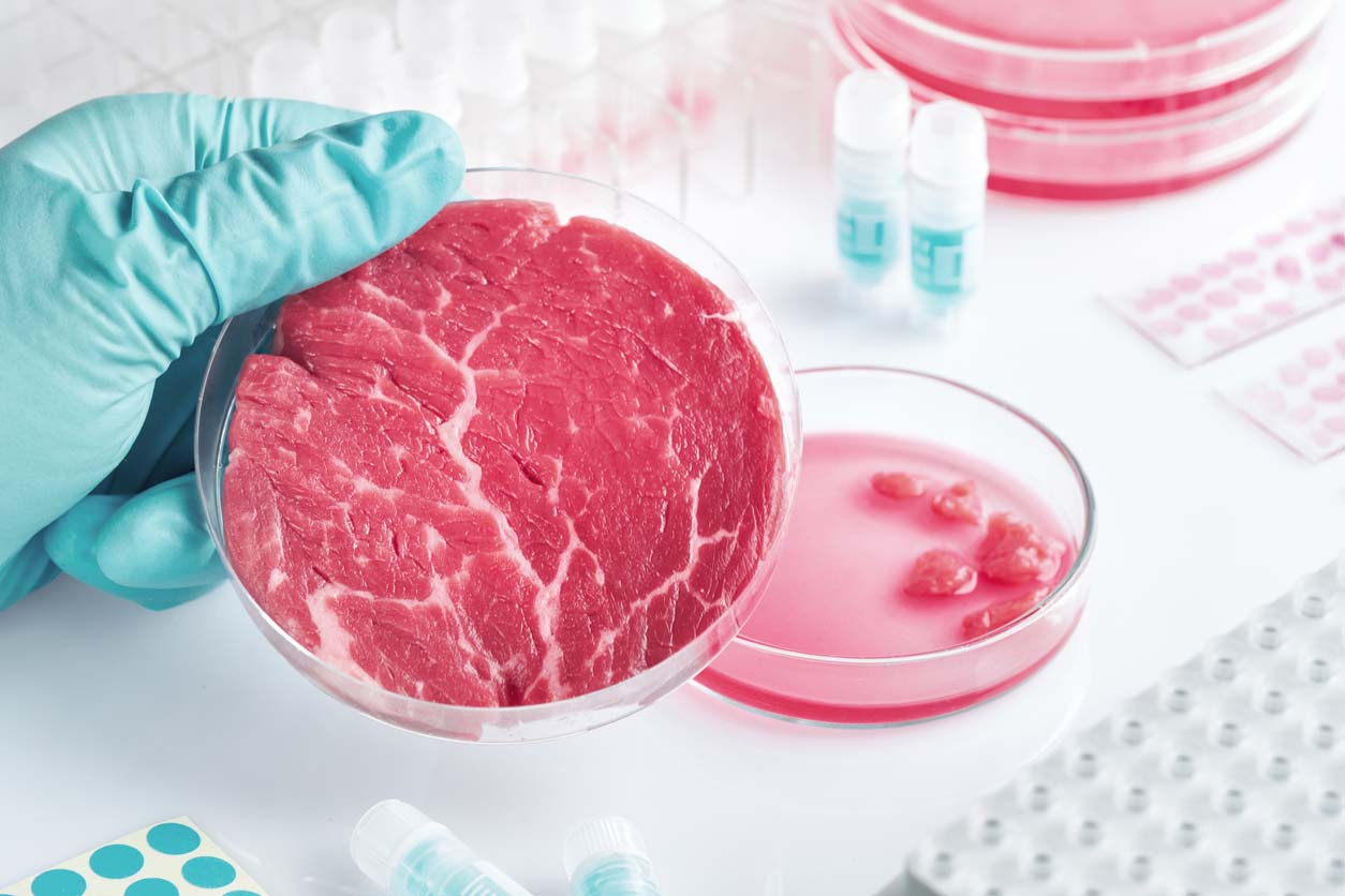 Lab-grown meat in a petri dish