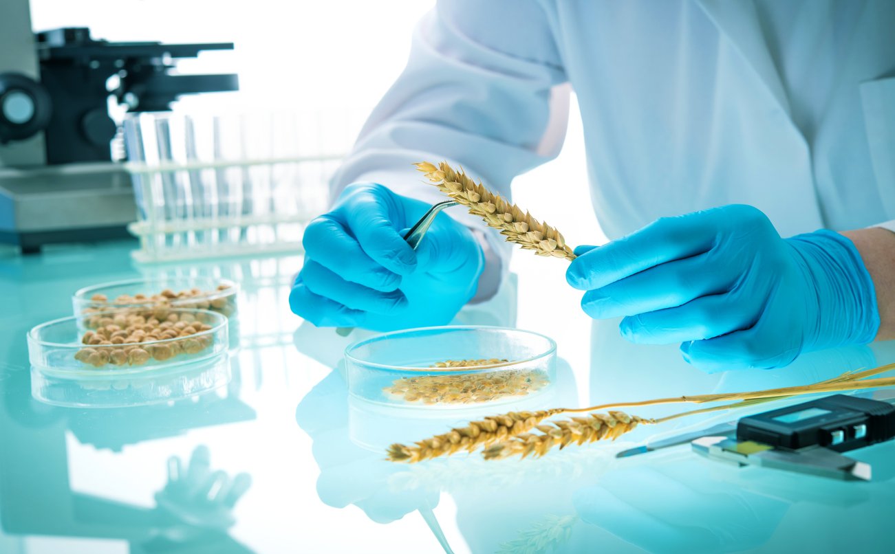 GMO scientist examining golden rice and other grains in a lab