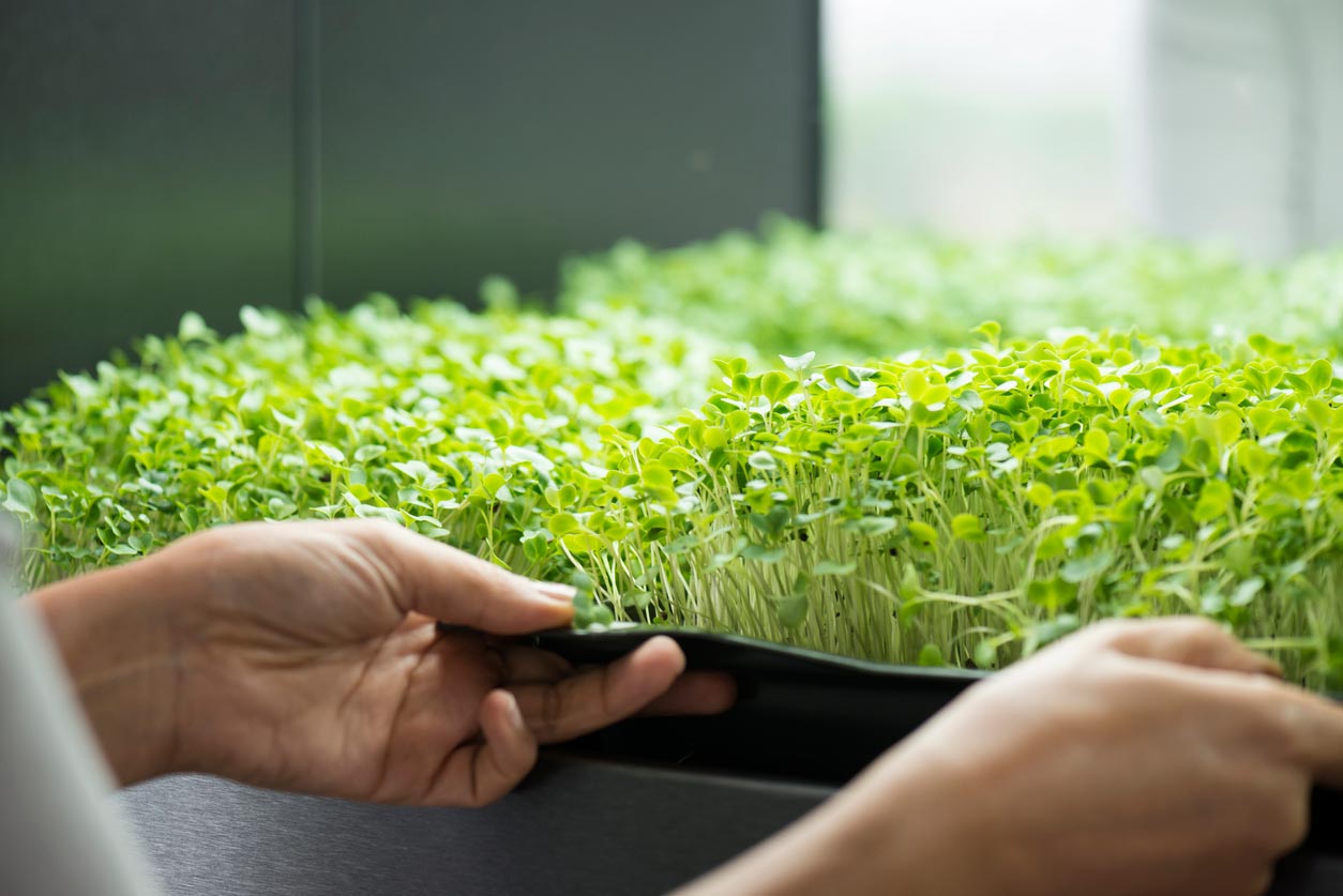 micro greens in tray