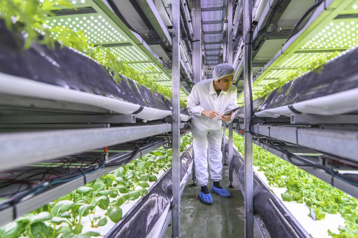 specialist inspecting hydroponic indoor garden