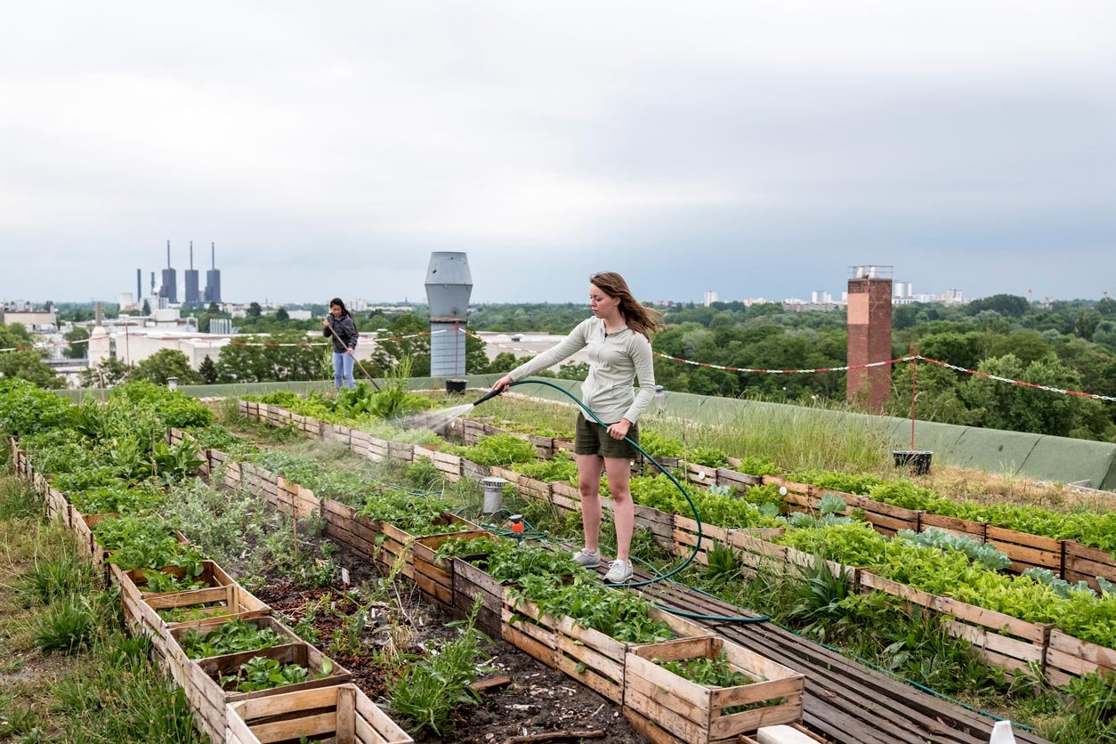 Woman watering urban food garden