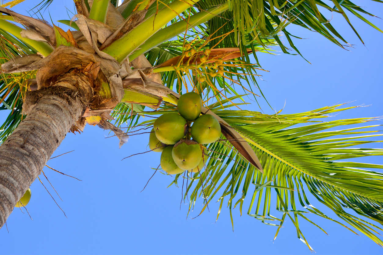 Looking Up at Coconuts