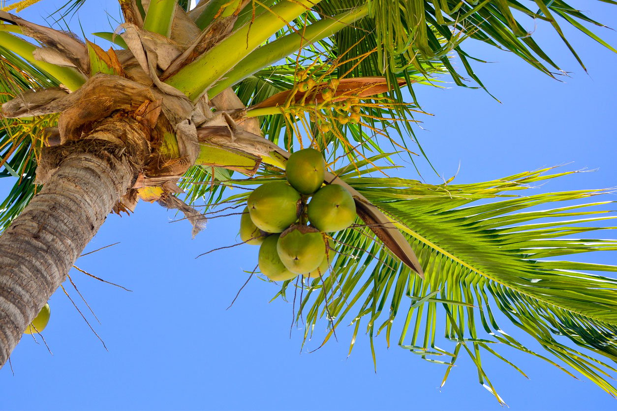 Palm tree with coconuts