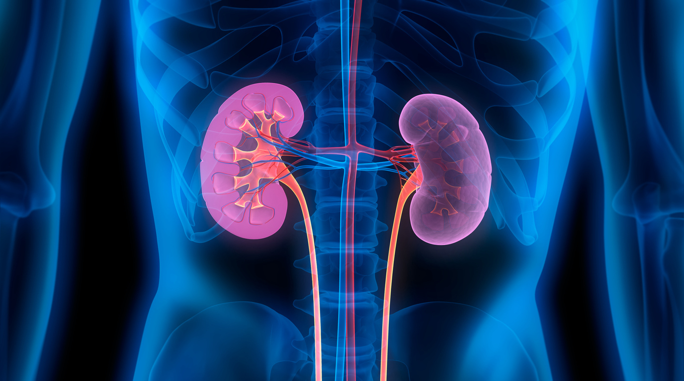 human kidneys medical illustration