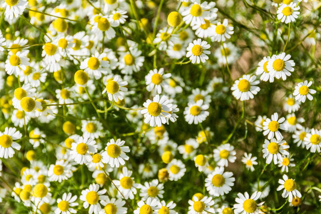 Flowering chamomile