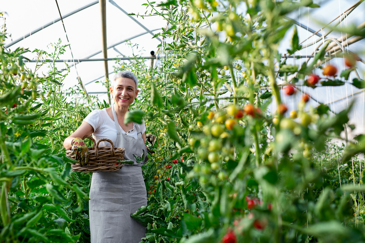 Woman harvesting tomatoes in greenhouse