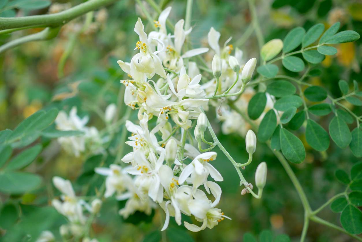 flowers from moringa tree