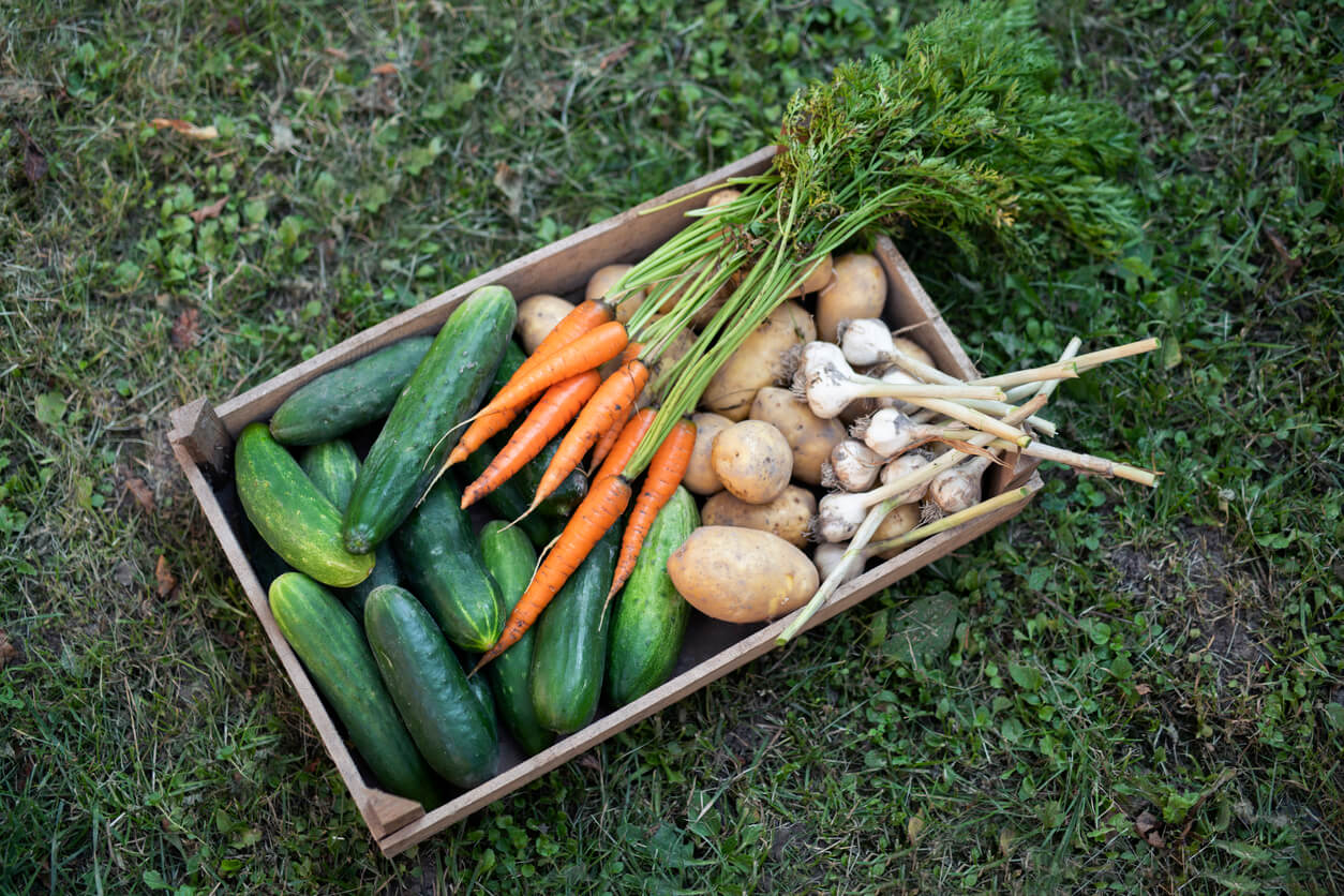 basket with vegetables