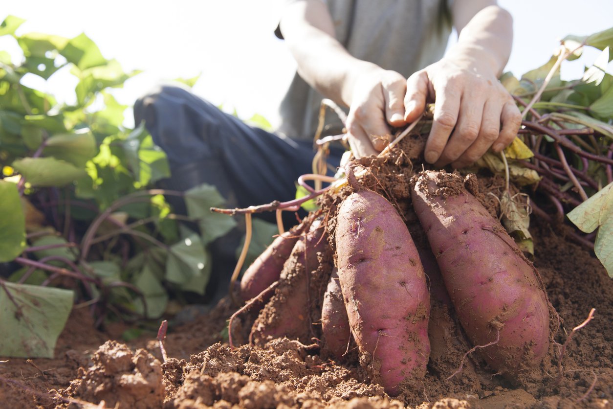 man harvesting sweet potatoes