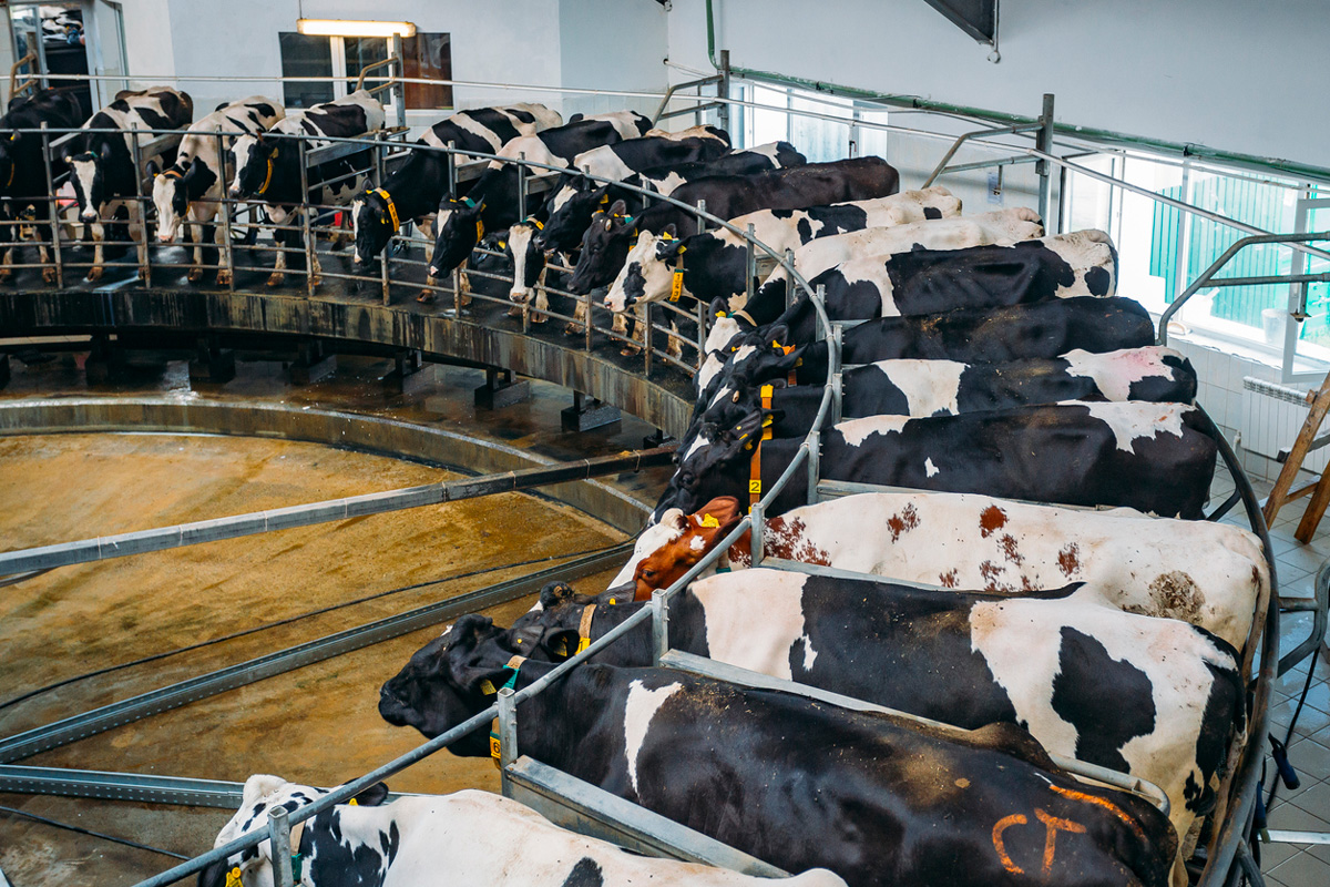 milking cows in automated rotary system