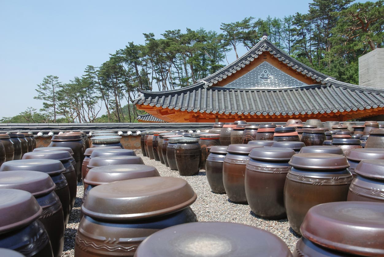 large clay pots holding fermenting kimchi