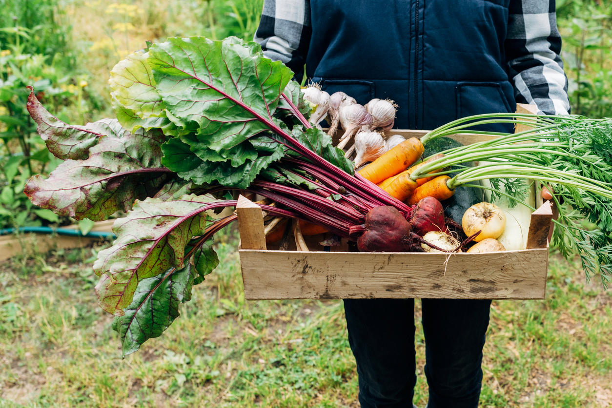 Farmer is holding wooden crate full of vegetables from organic garden. Harvesting homegrown produce.