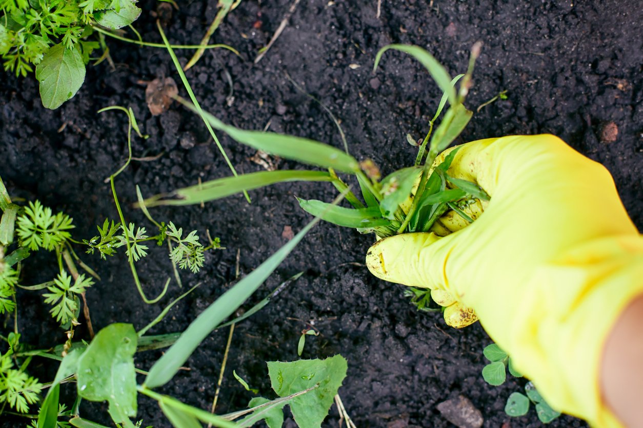 Woman hand in garden glove pulling out weeds. Close-up. 