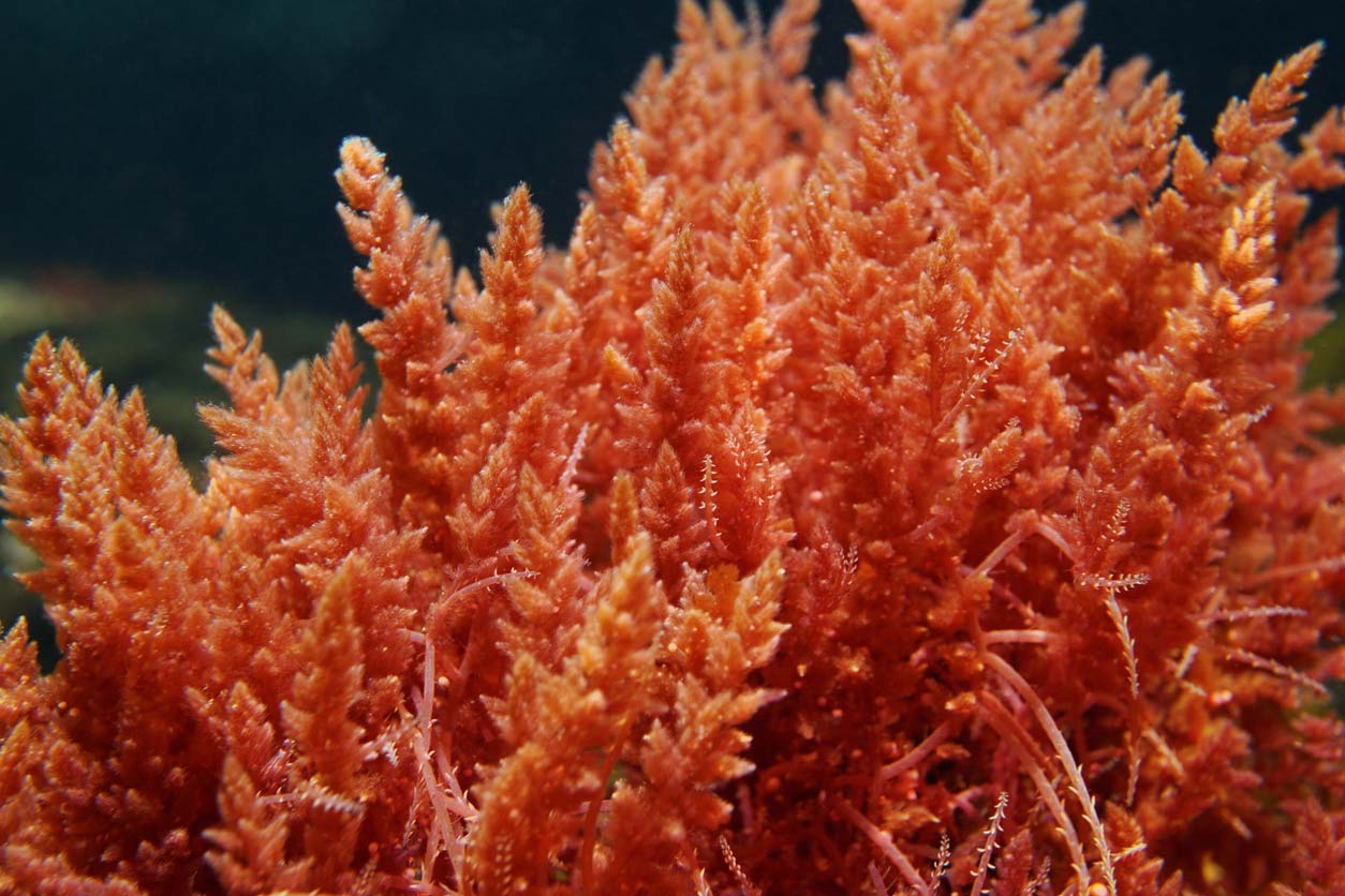 Astaxanthin from red algae, a clean skincare ingredient