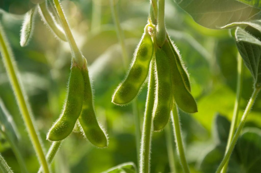 Soy Facts: Is Soy Healthy or Harmful? | Food Revolution Network