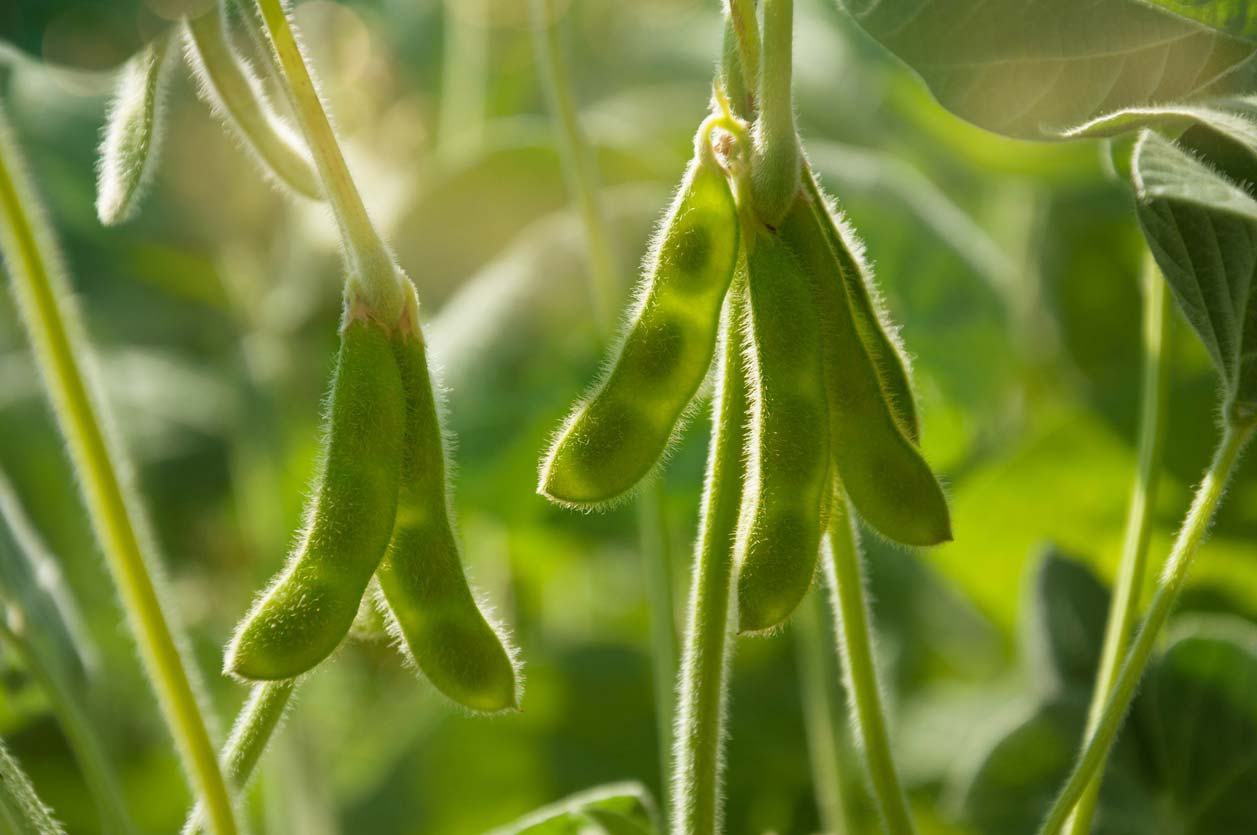 Green soybean pods on plant