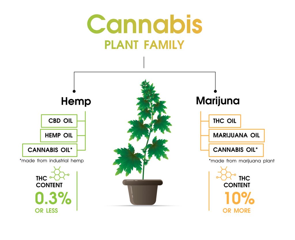 Cannabis family - hemp and marijuana