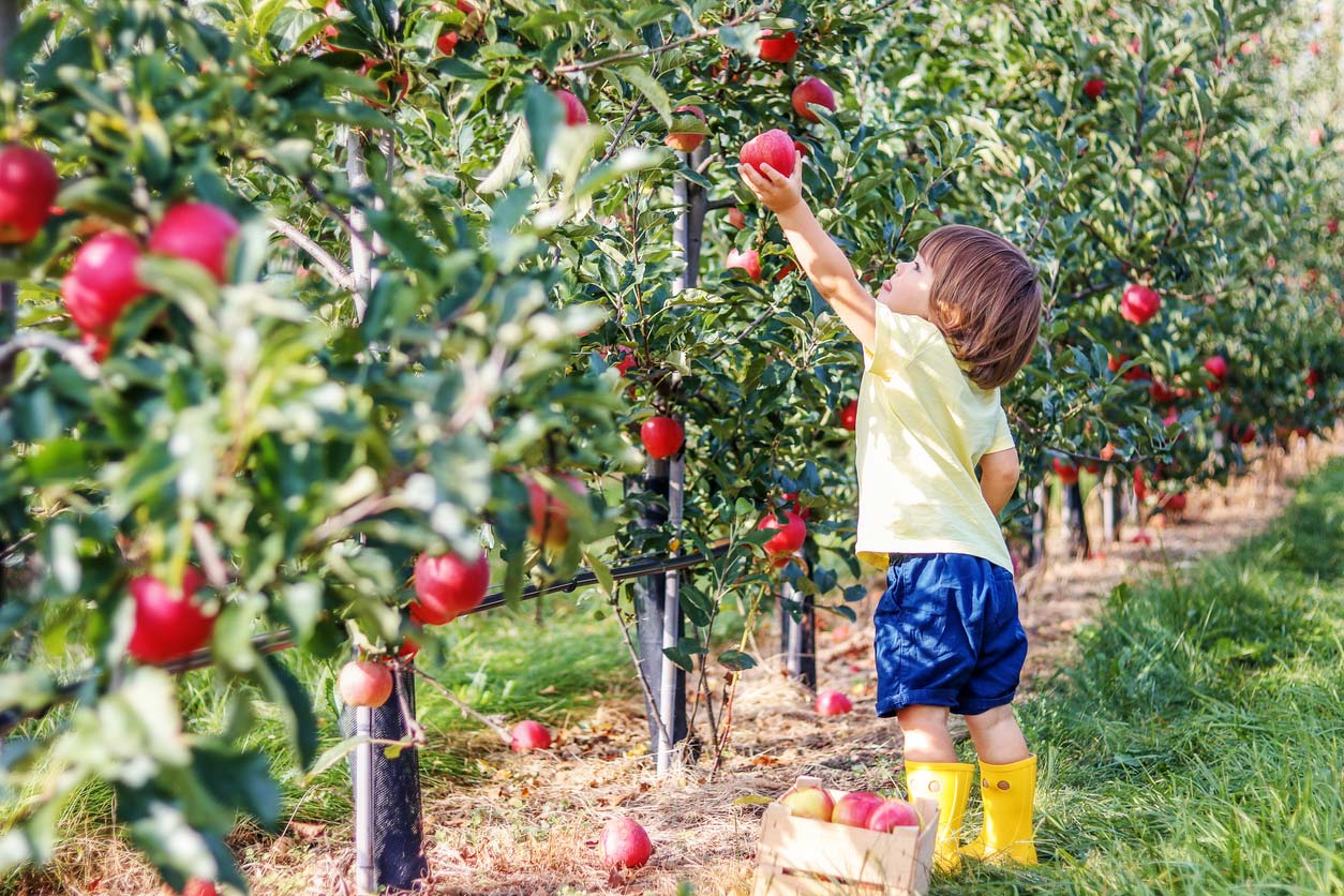 young child picking apples in garden