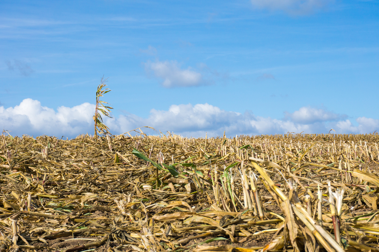 Corn crop or withered crop due to climate change