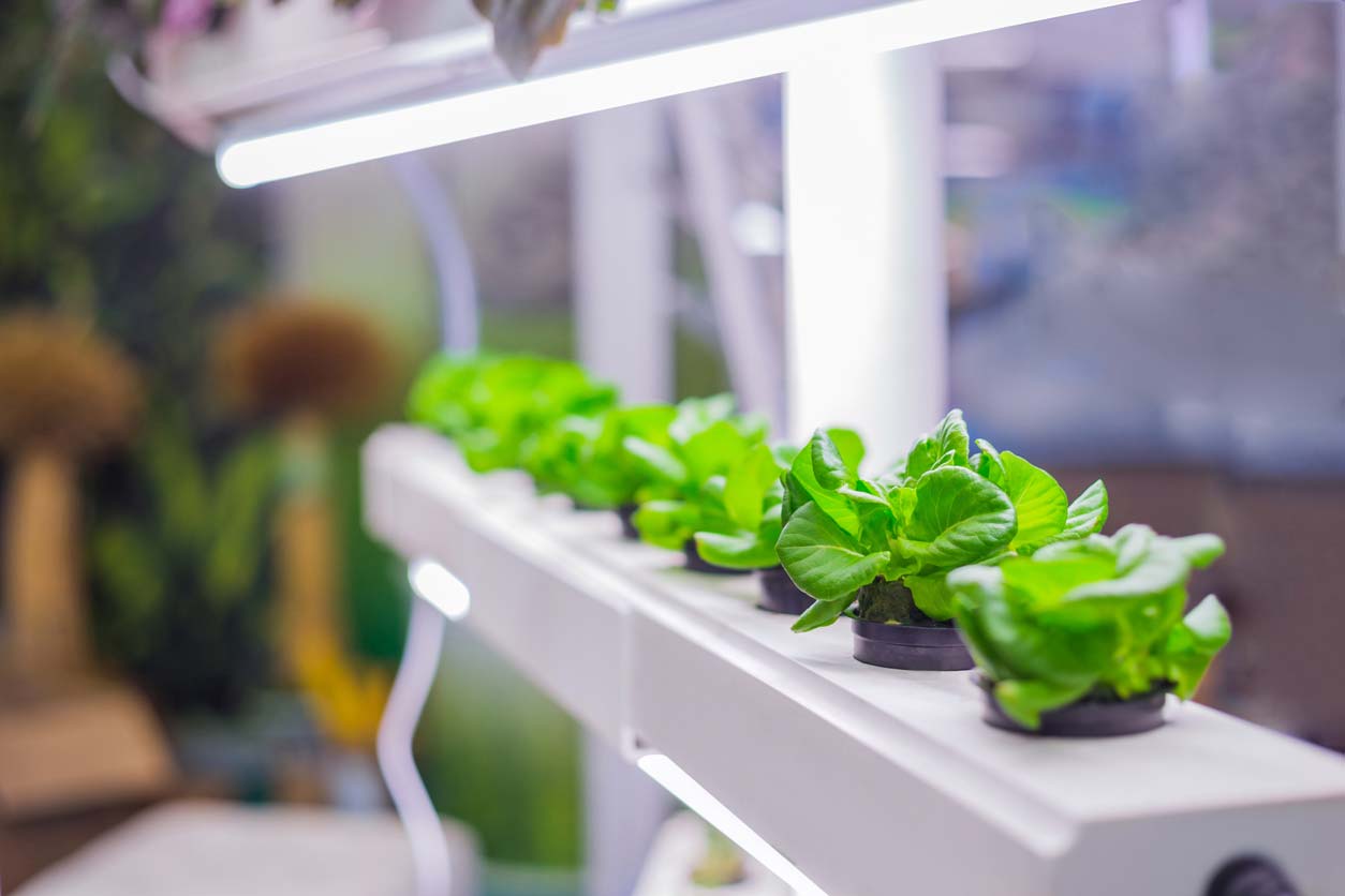 Hydroponic indoor garden