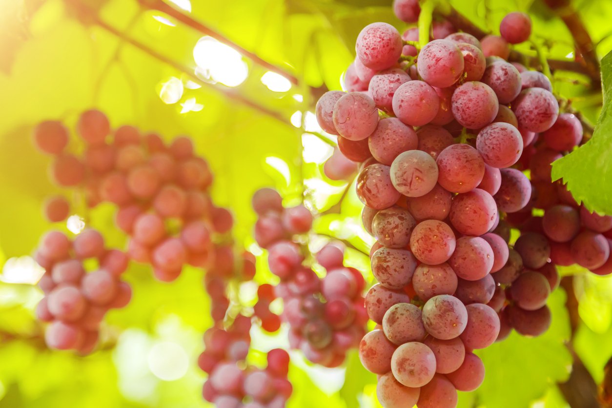 Grapes are one of the best foods for kidney health