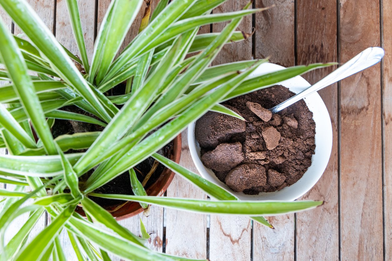 spent coffee powder in bowl good as natural plant fertilizer