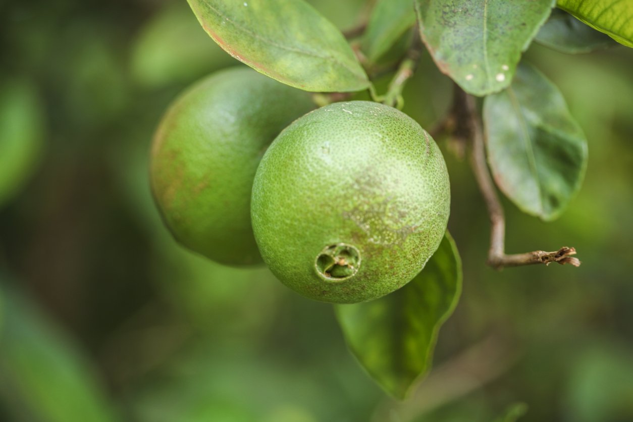 Tahitian or Persian Lime fruit in Kauai
