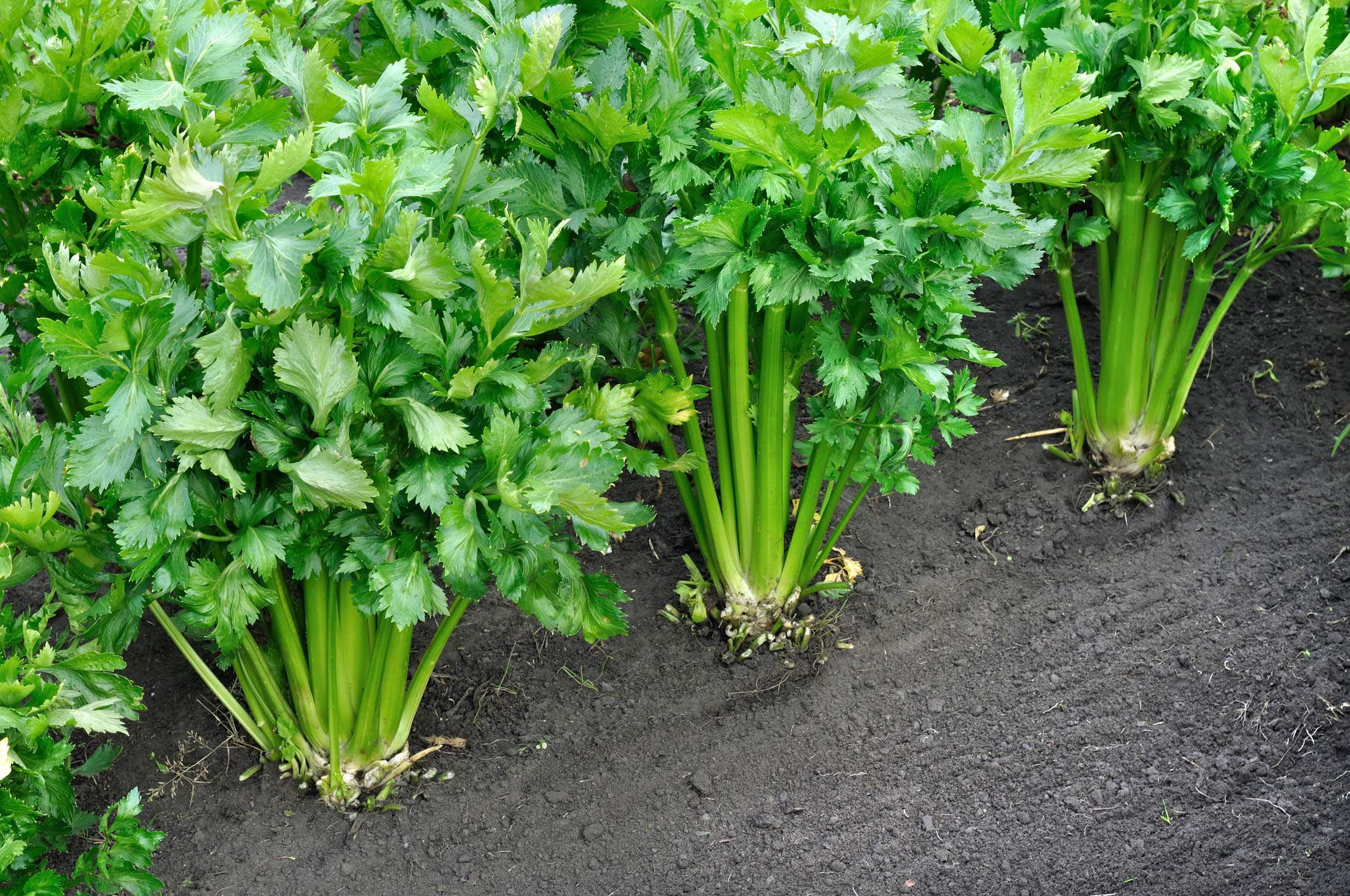 how-to-grow-celery-tips-tricks-a-bonus-cheat-sheet