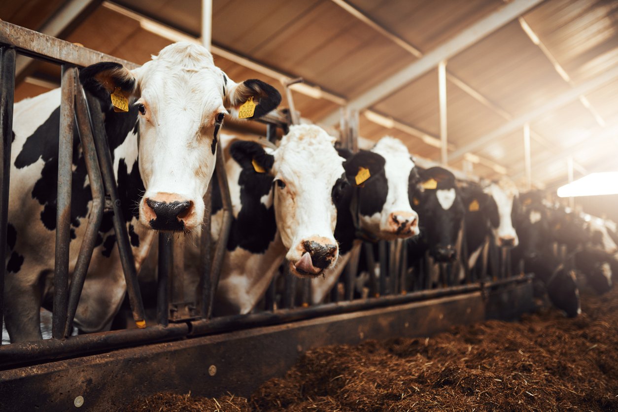 Shot of a herd of cows in an enclosure at a dairy farm