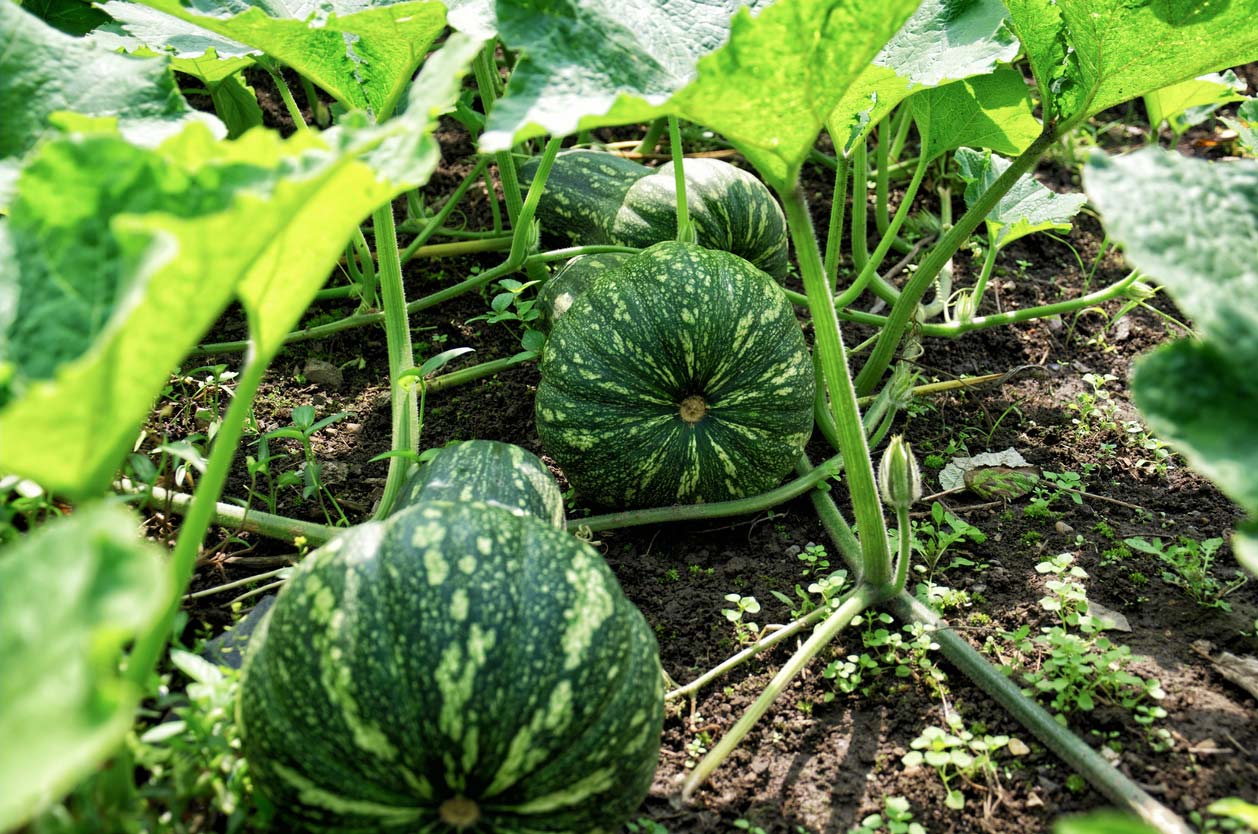 Growing squash outdoors