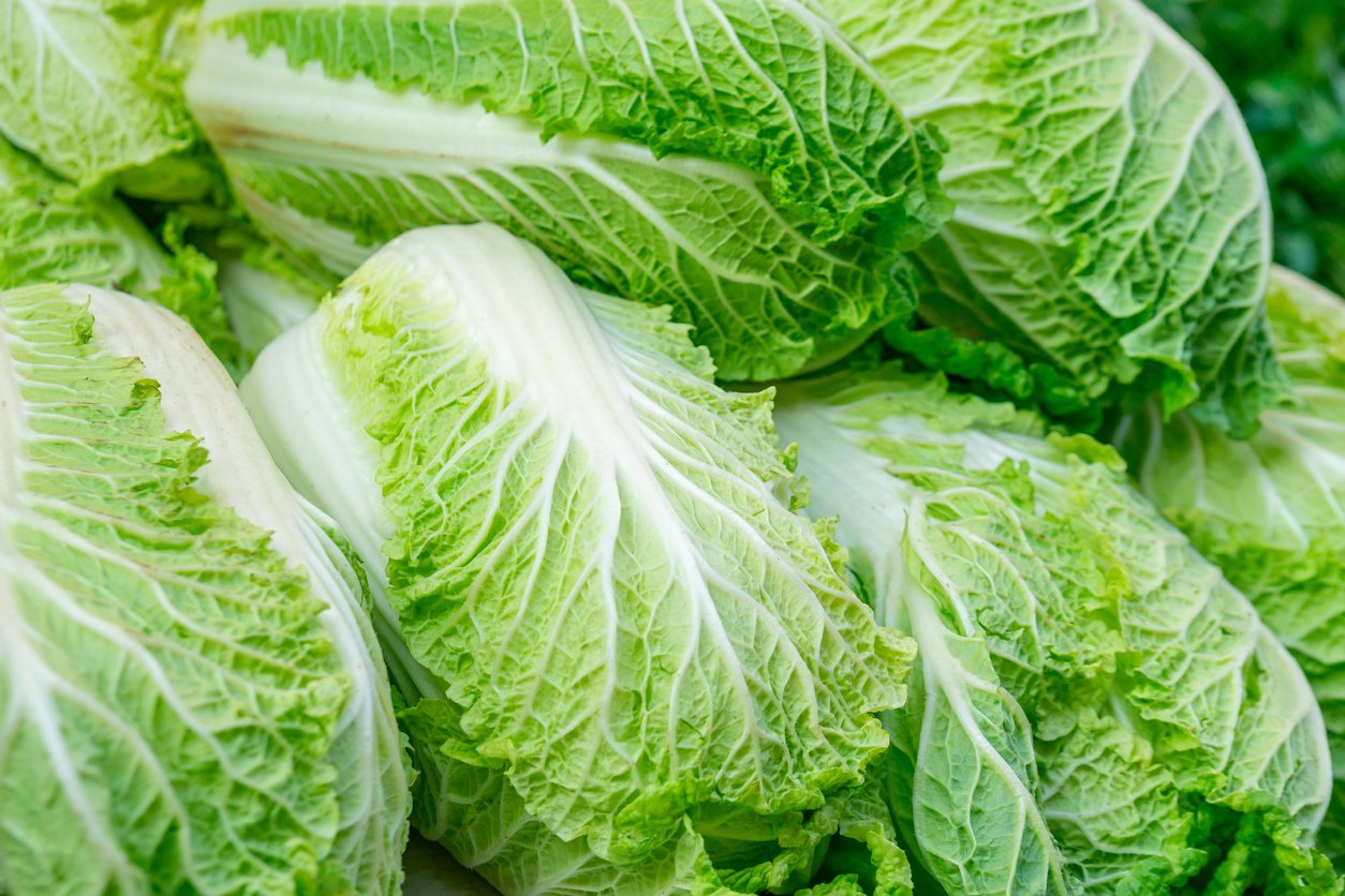 Chinese cabbages on sale in the market.