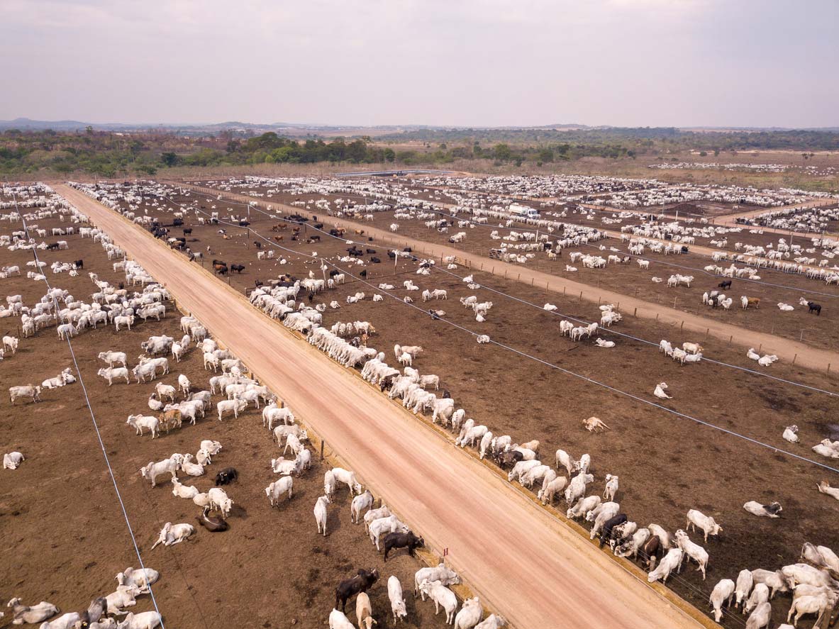 drone view of cattle feeding in feedlot