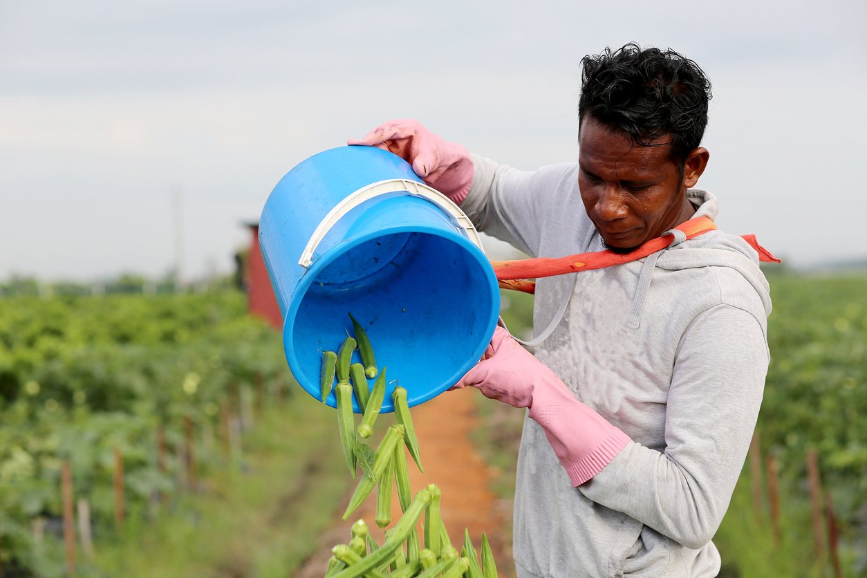 Agriculture: Okra Farm in Selangor, Malaysia