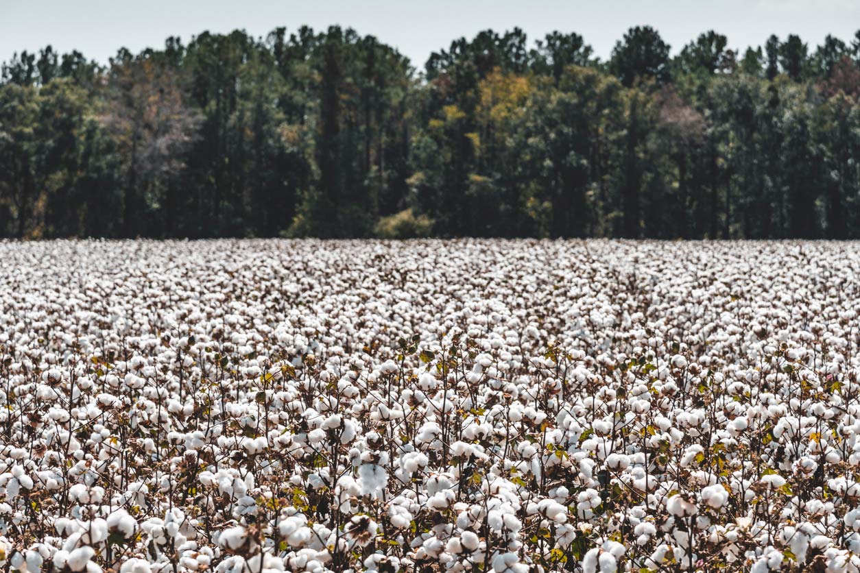 cotton field ready for harvest