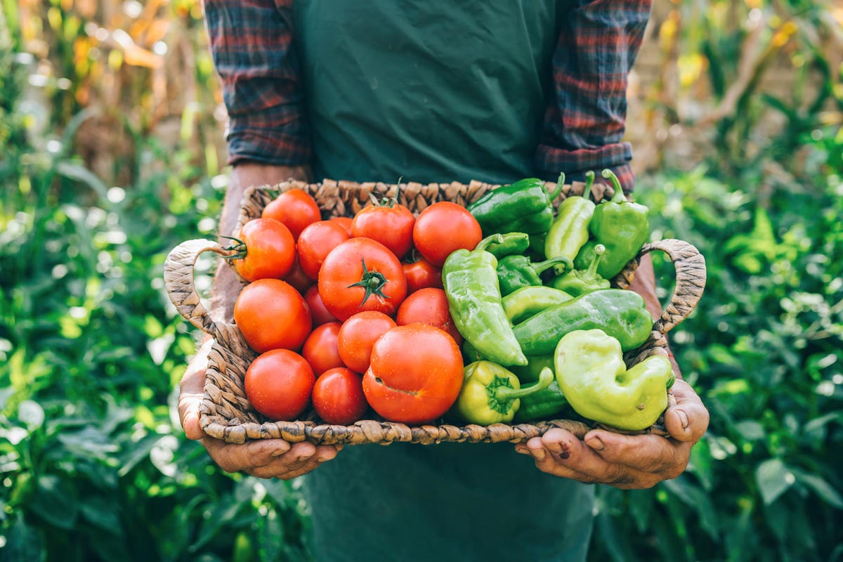farmer carrying vegetables in basket