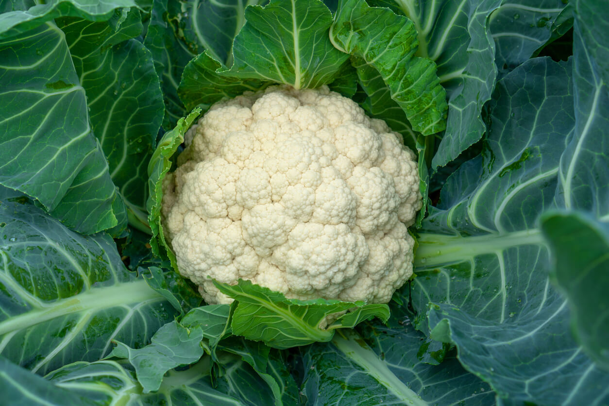 cauliflower grows in organic soil in the garden on the vegetable area cauliflower