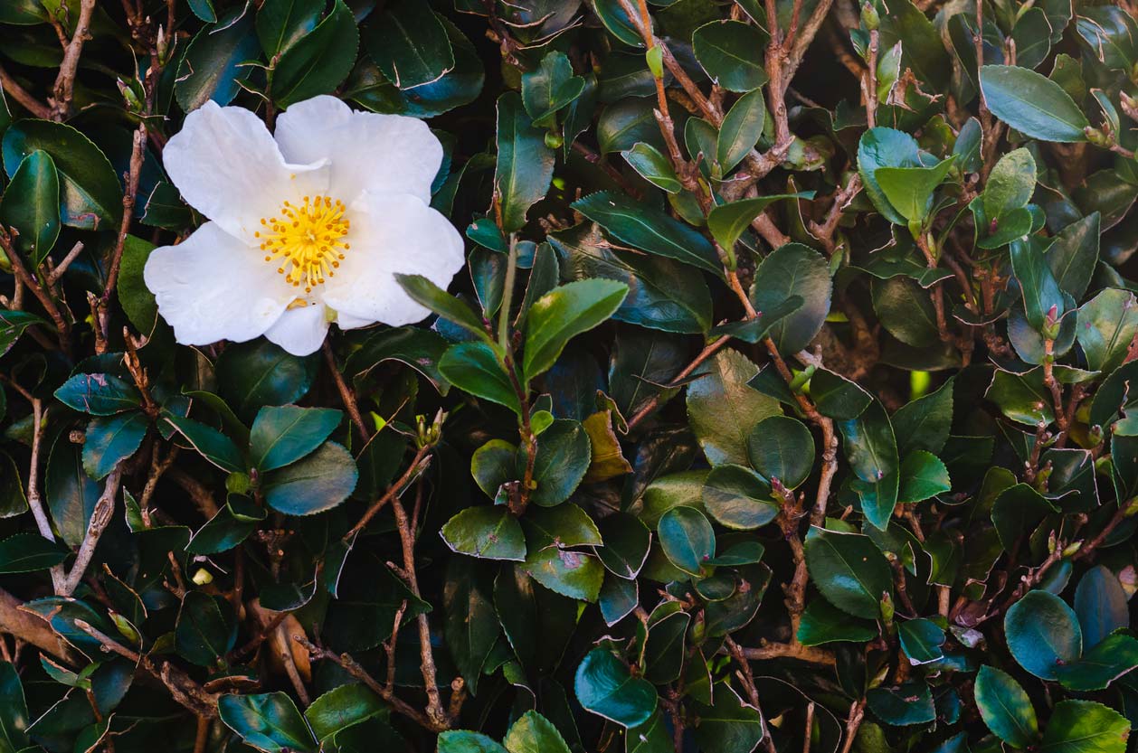 White camellia flower