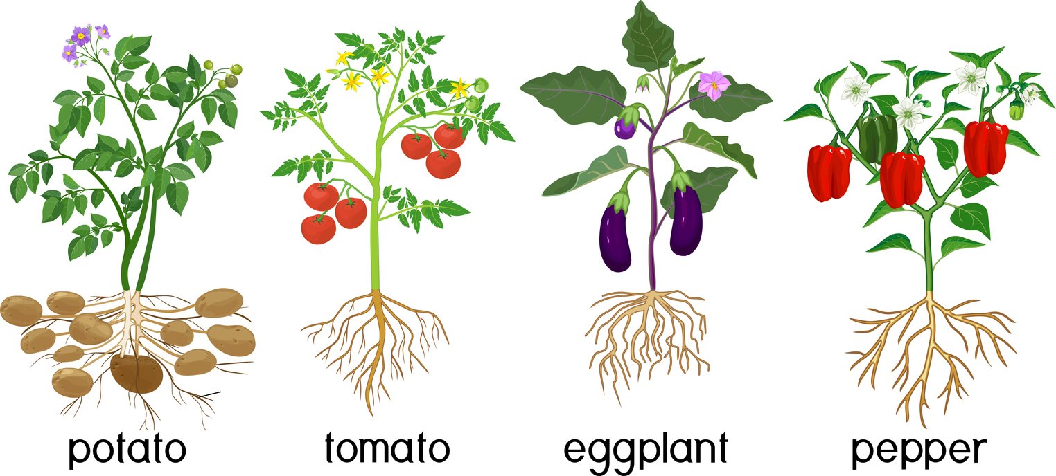 Different vegetable nightshade plants (pepper, tomato, potato and eggplant) with crop. General view of plant with root system isolated on white background