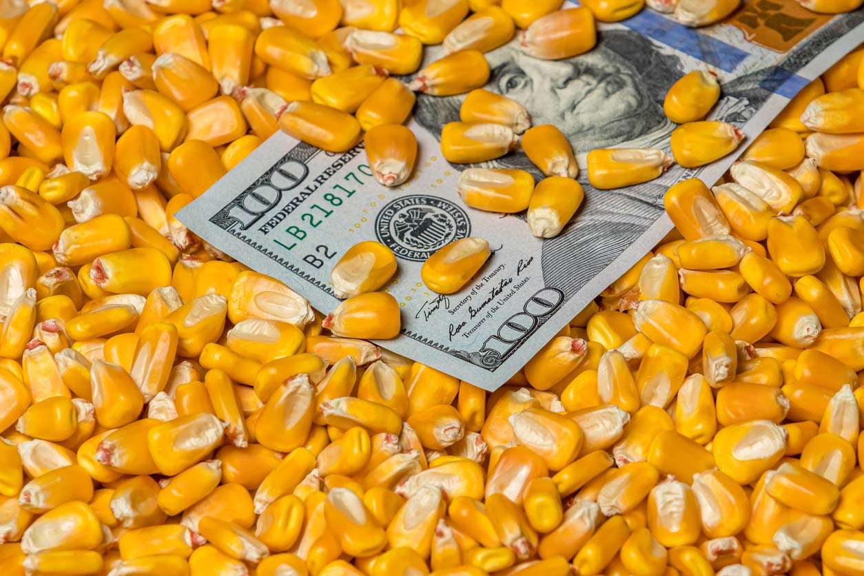 corn kernels covering $100 bill