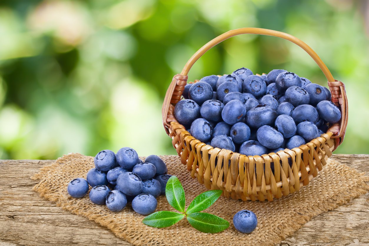 fresh ripe blueberry in wicker basket on the old wooden table with blurred garden background.