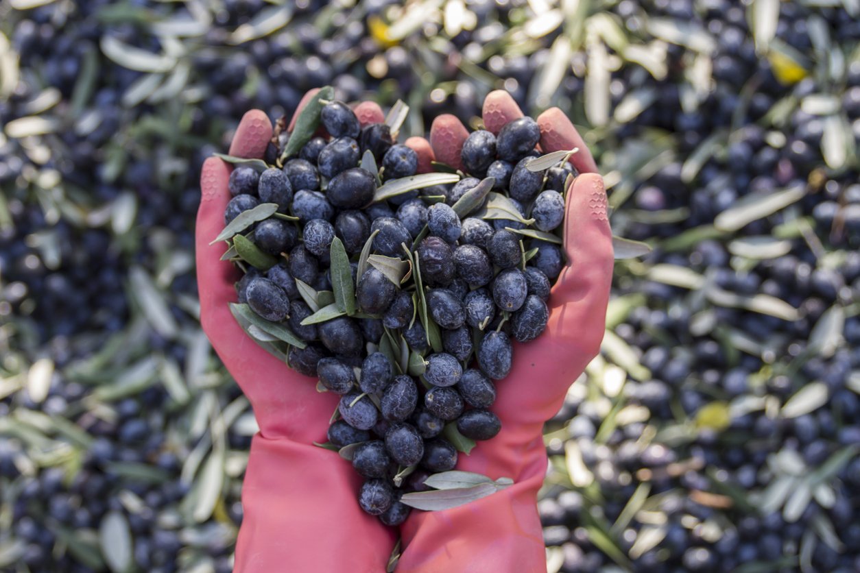 Olive Harvest Time